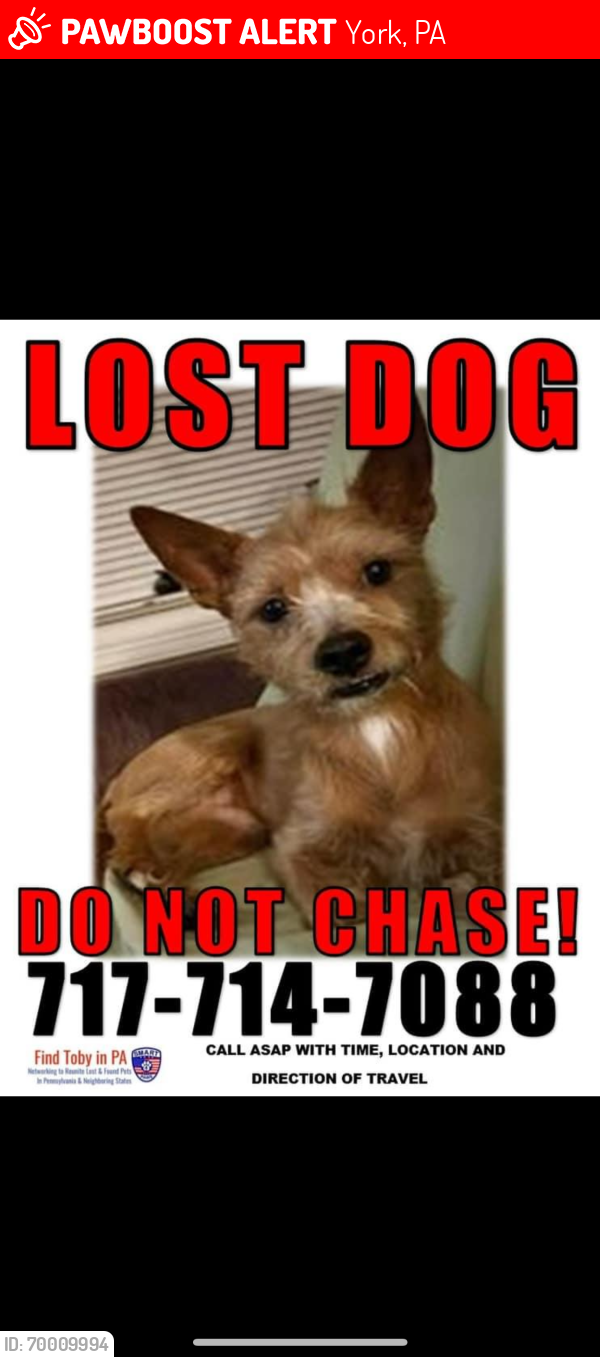 Lost Male Dog last seen Mt. Rose & Prospect St. , York, PA 17403