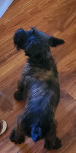 Lost Male Dog last seen Old Navasota and Old  Chappell Hill , Brenham, TX 77833