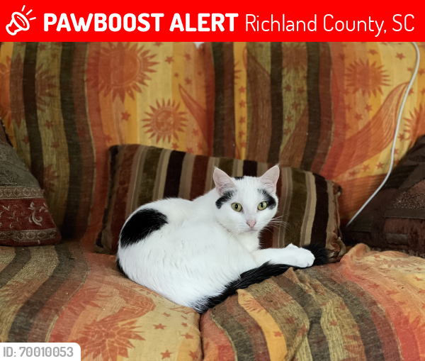 Lost Female Cat last seen clemson rd and percival rd columbia sc, Richland County, SC 29229
