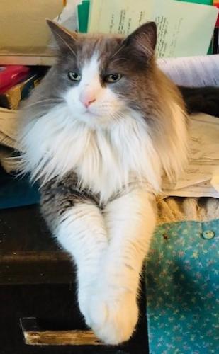 Lost Male Cat last seen McRae Way and Porter Drive, Roseville, CA 95678
