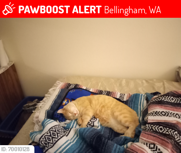 Lost Male Cat last seen Northwest and Bakerview in Bellingham wa, Bellingham, WA 98226