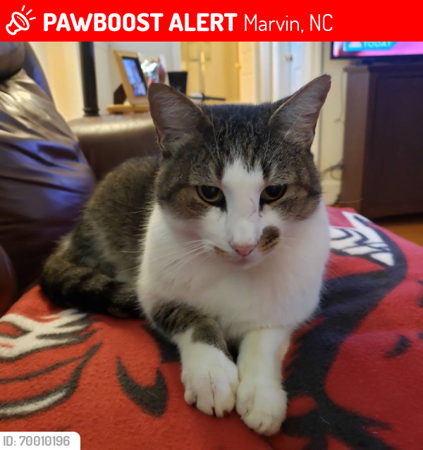 Lost Male Cat last seen Around sandy ridge elementary school, Marvin, NC 28173