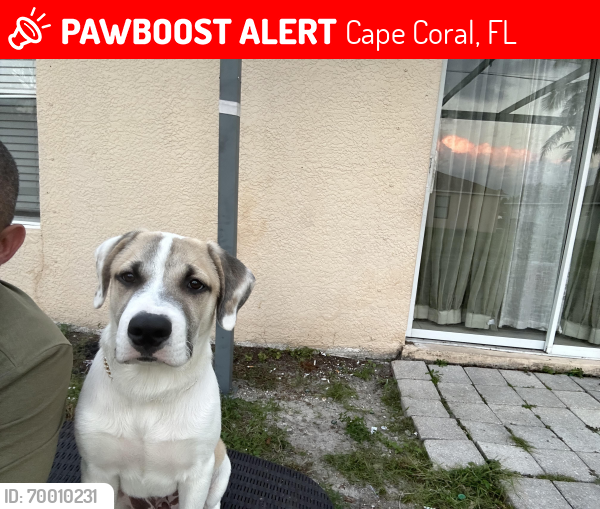 Lost Male Dog last seen Near skyline , Cape Coral, FL 33914