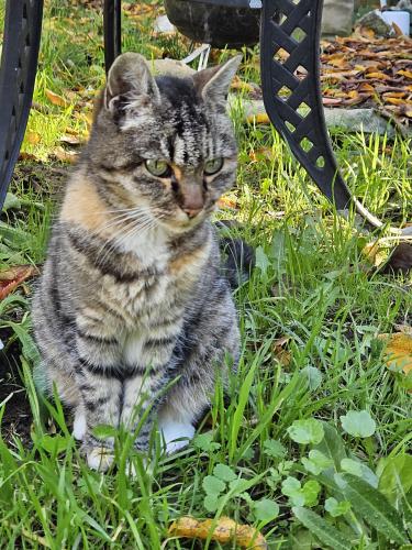 Lost Female Cat last seen Beachwood , Santa Rosa, CA 95407
