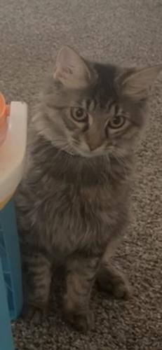 Lost Male Cat last seen Riverview & James H Mcgee, Dayton, OH 45402