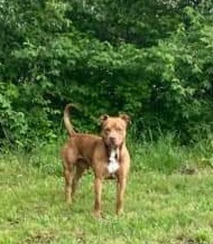Lost Male Dog last seen Weddington and florene , Fayetteville, AR 72704