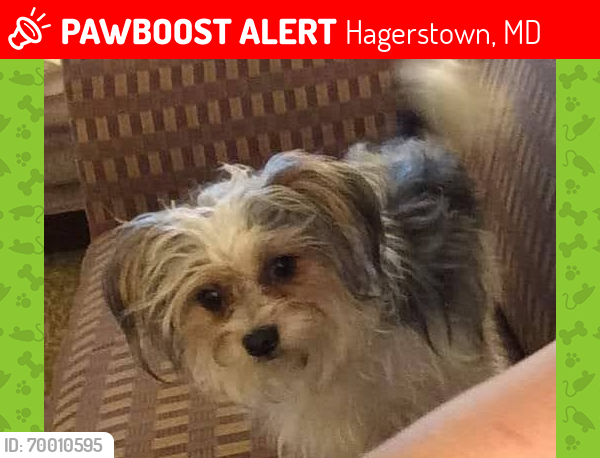 Lost Male Dog last seen Hoffman's Self Storage on Cearfoss Pike in Hagerstown Md, that's not far from PA areas. , Hagerstown, MD 21740