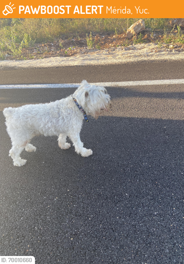 Found/Stray Unknown Dog last seen Calles nuevas de residencial del mayab , Mérida, Yuc. 97302