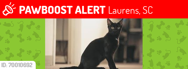 Lost Male Cat last seen Holmes St, Laurens SC , Laurens, SC 29360