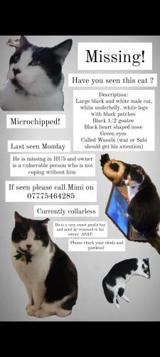 Lost Male Cat last seen Missing from The avenues in HU5, last seen King George V Playing field in Hessle, Kingston upon Hull, England HU5