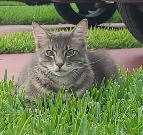 Lost Male Cat last seen 18th and Lyons , Boca Raton, FL 33433