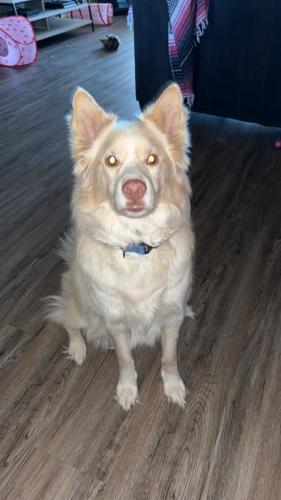 Lost Male Dog last seen e mimosa pl and monte ne rd, Rogers, AR 72756