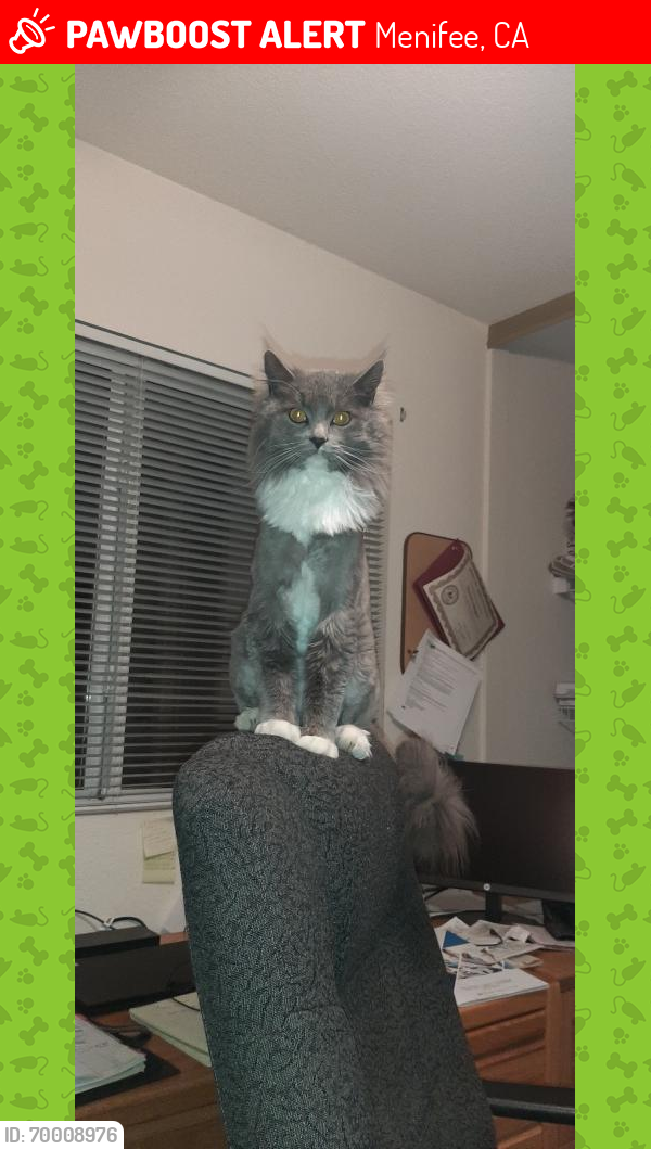Lost Male Cat last seen Cannon Dr above Hillpointe and Wild Sage in Menifee, CA, Menifee, CA 92585