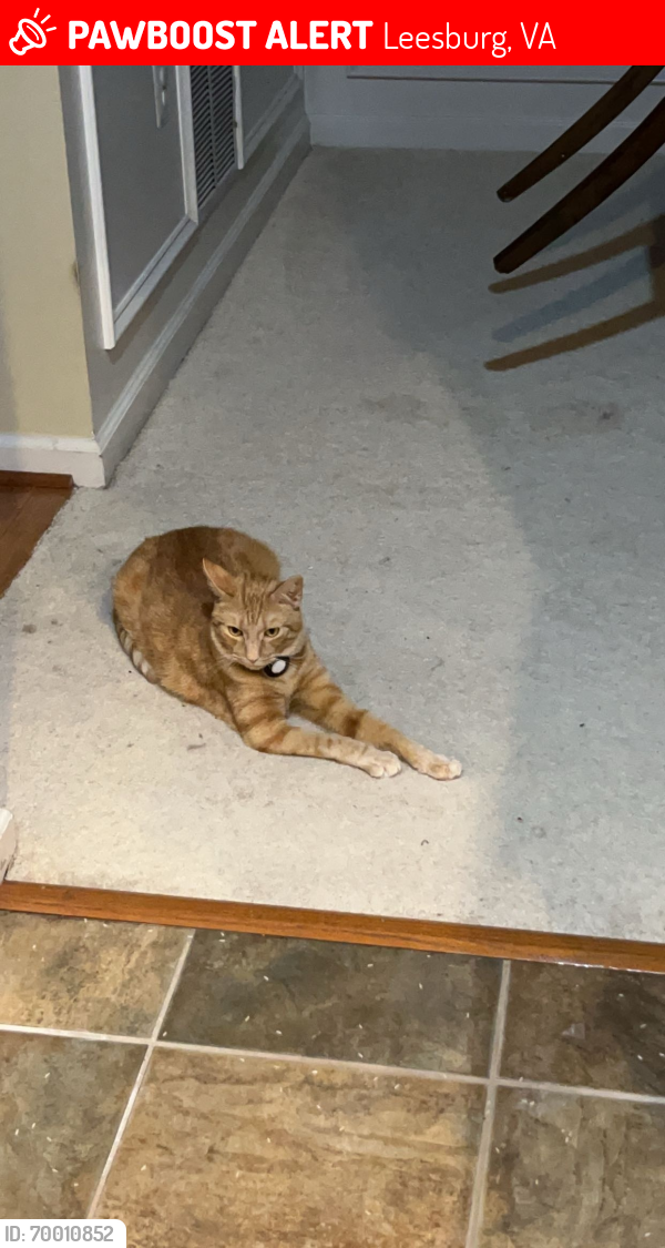Lost Male Cat last seen Hope parkway , Leesburg, VA 20175