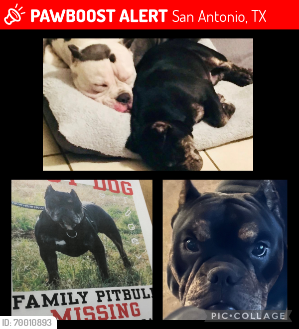 Lost Male Dog last seen Hackamore , San Antonio, TX 78227