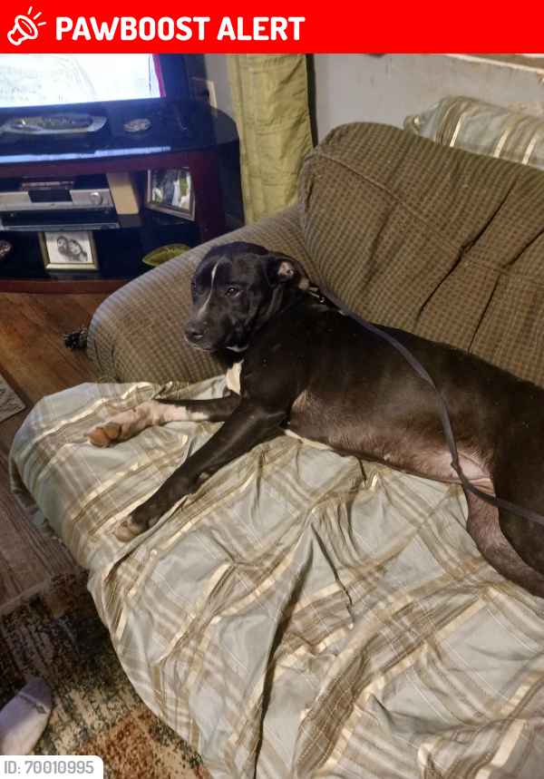 Lost Female Dog last seen Connell rd charleston wv., Kanawha County, WV 25304