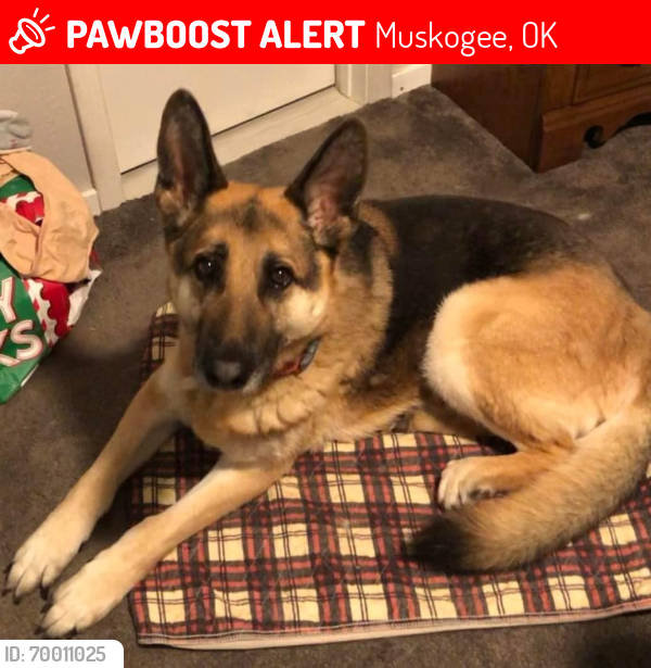 Lost Male Dog last seen Turnpike, Muskogee, OK 74403