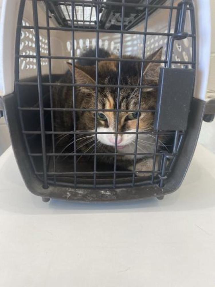 Shelter Stray Female Cat last seen Brightside Dr, 70820, LA, Baton Rouge, LA 70820