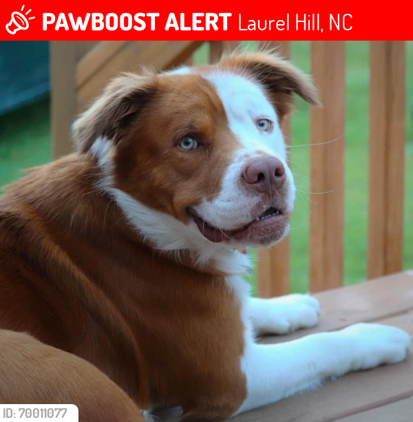 Lost Male Dog last seen The dump in Laurel Hill. , Laurel Hill, NC 28351