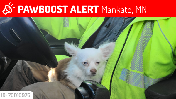 Lost Male Dog last seen Near block Beaver Ave lehillier area, Mankato, MN 56001