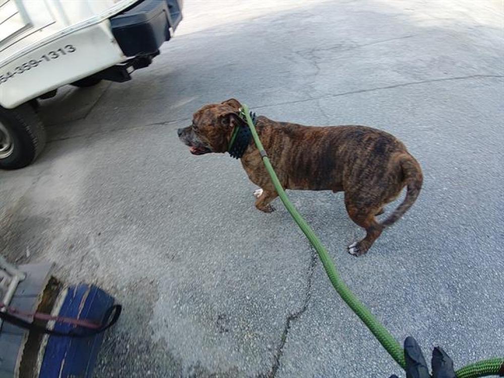 Shelter Stray Male Dog last seen Near BLOCK W BROWARD BLVD, FORT LAUDERDALE FL 33312, Davie, FL 33312