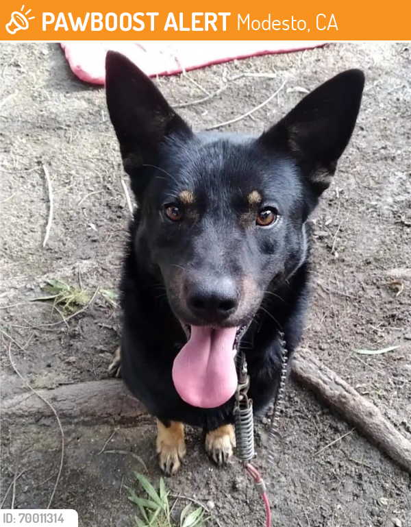 Modesto, CA Stray Male Dog Found Near Paradise rd | PawBoost