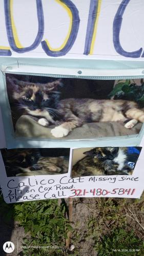 Lost Female Cat last seen Cox Rd and fisherman place, Cocoa, FL 32926