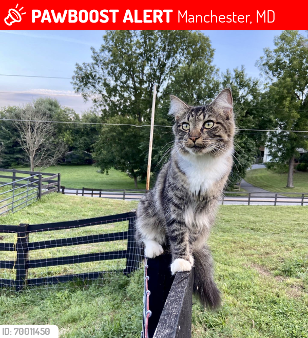 Lost Male Cat last seen Gunpowder and Beckleysville RD , Manchester, MD 21102