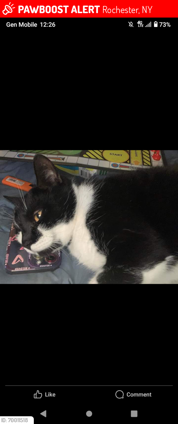 Lost Male Cat last seen Alpha, Rochester, NY 14612