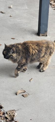 Lost Female Cat last seen Cumming Ave & Hammond, Superior, WI 54880