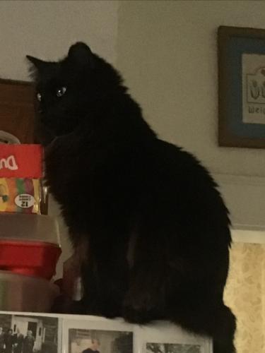 Lost Female Cat last seen Green meadow and Newcastle , Charleston, WV 25314