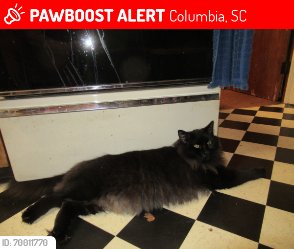 Lost Male Cat last seen Pennington Acres / Leesburg Road/ Frances Street   6668 Frances Street 29209, Columbia, SC 29209