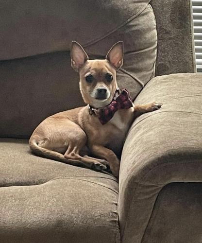 Lost Male Dog last seen E 71st St & Willowbrook Dr. , Cleveland, OH 44125