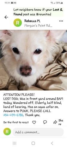 Lost Female Dog last seen Morgan's Point Resort , Belton, TX 76513