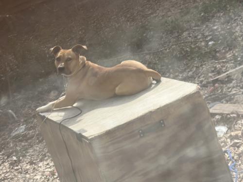 Lost Male Dog last seen Liberty Cir, Hartwell, GA 30643