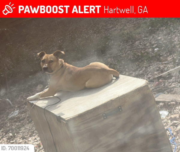 Lost Male Dog last seen Liberty Cir, Hartwell, GA 30643