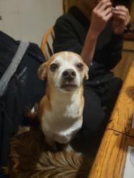 Reunited Male Dog last seen Near N Walnut Rd, Las Vegas, NV 89115, USA, Las Vegas, NV 89115