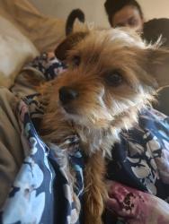 Reunited Male Dog last seen Near N Walnut Rd, Las Vegas, NV 89115, USA, Las Vegas, NV 89115