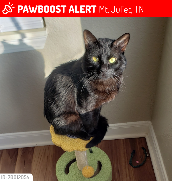Lost Male Cat last seen Elzie D Patton Elementary school, Mt. Juliet, TN 37122