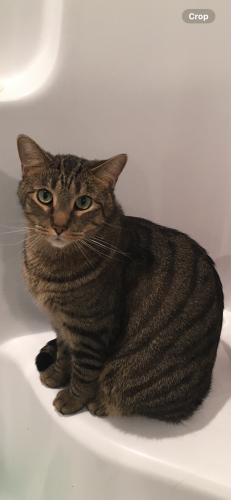 Lost Male Cat last seen State Route 28 and Deerfield Road, Loveland, OH 45140