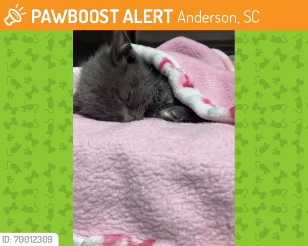 Shelter Stray Female Cat last seen Near Reaves St 29625, Anderson County, SC, Anderson, SC 29622