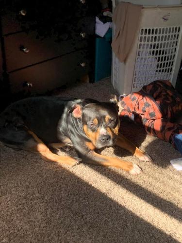 Lost Male Dog last seen hses and field, Groveport, OH 43125