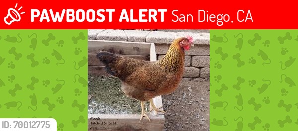 Lost Female Bird last seen 48th and El Cajon, San Diego, CA 92115