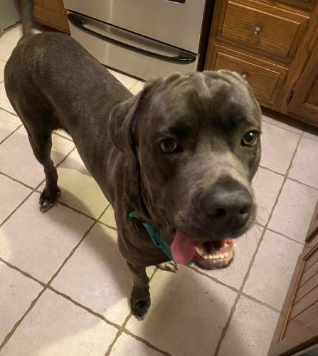 Lost Male Dog last seen N canton , North Canton, OH 44720