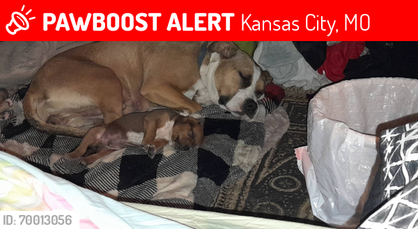 Lost Female Dog last seen Near e 16th street Kansas city mo 64126, Kansas City, MO 64126