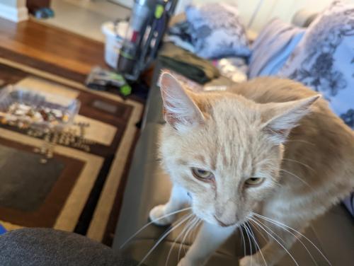 Lost Male Cat last seen Evergreen Ln, Highland Falls, NY 10928