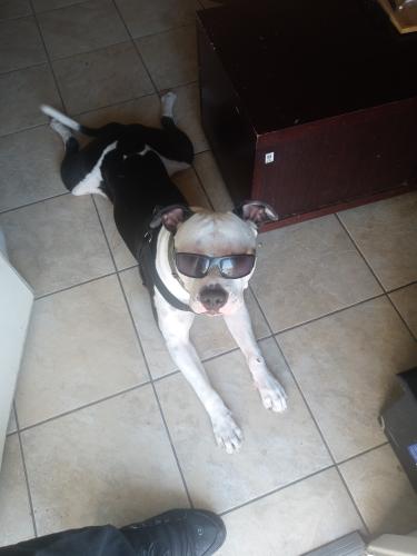 Lost Male Dog last seen Between Campbell and Park on Irvington Rd , Tucson, AZ 85714