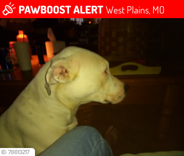 Lost Male Dog last seen Lanton Rd and the Quarry Rd , West Plains, MO 65775