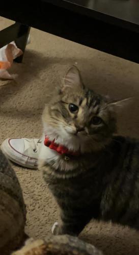 Lost Female Cat last seen Rolling meadows rd gray court sc, Gray Court, SC 29645