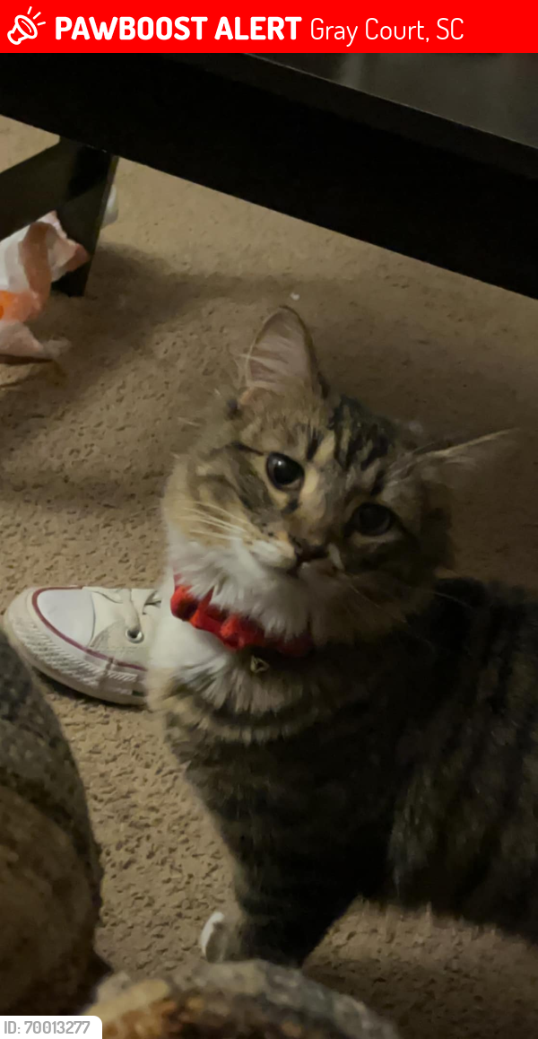 Lost Female Cat last seen Rolling meadows rd gray court sc, Gray Court, SC 29645